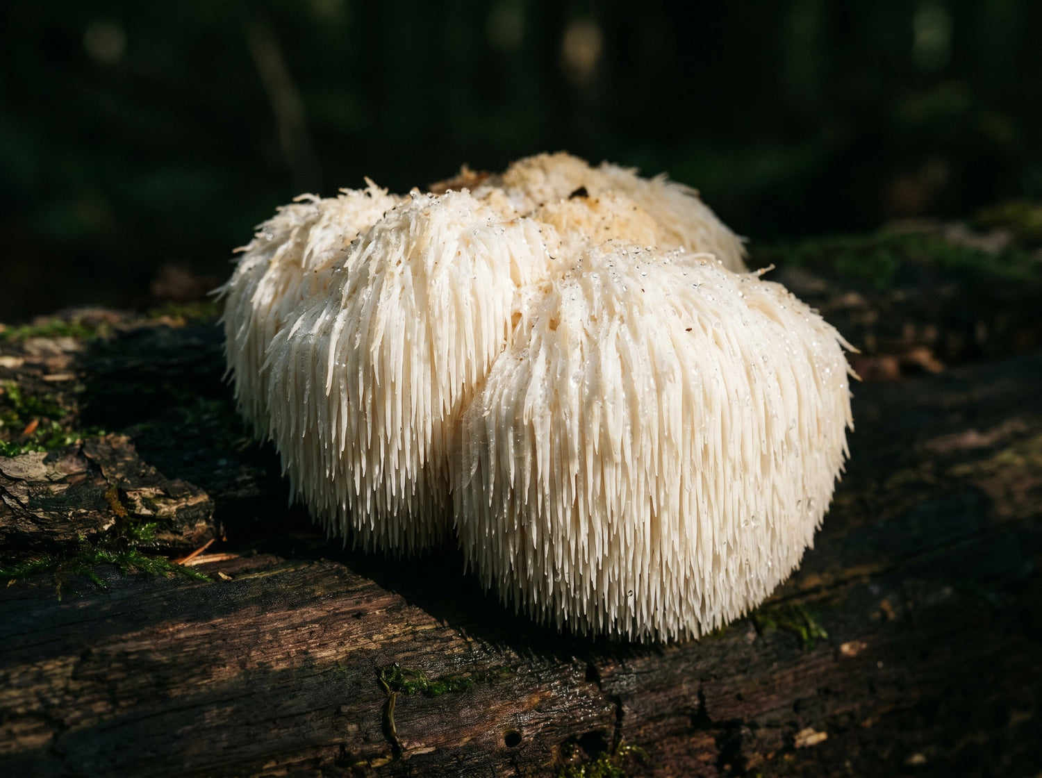 Lion's Mane : bienfaits ou dangers ?