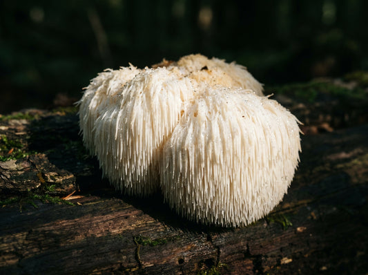 Lion's Mane : bienfaits ou dangers ?