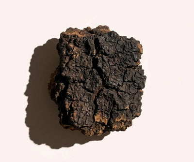 Chaga