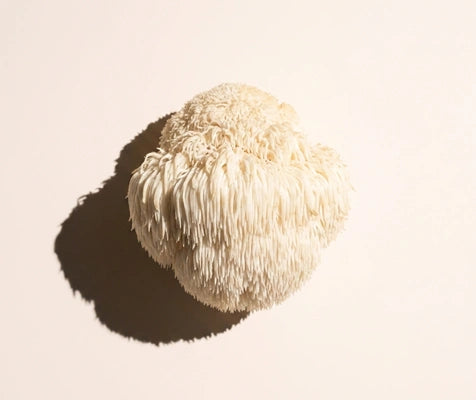 Lion's Mane