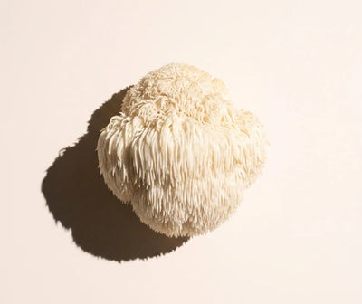 Lion's Mane