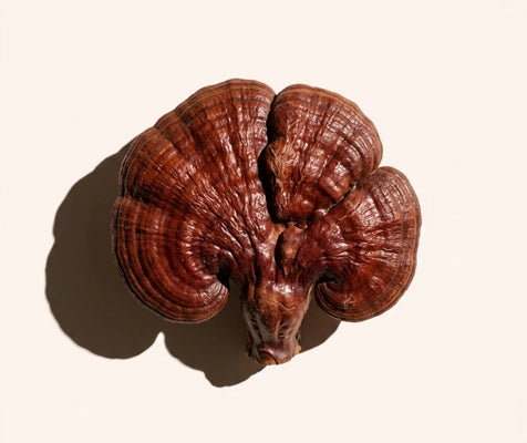 Reishi