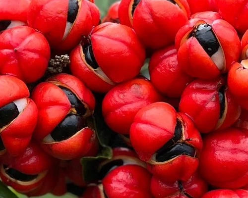 Guarana