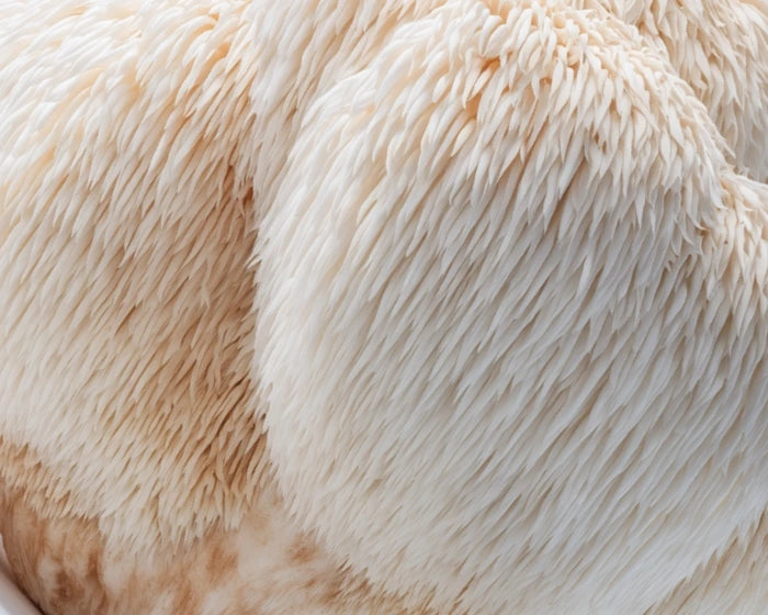 Lion's Mane